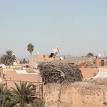Stalks with their huge nests around the old Royal Palace walls