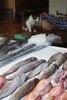 Someone is a lucky cat?!