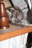 The wood man's pet squirrel would you believe!
