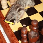 Check mate?