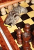 Check mate?
