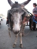 Mule or donkey, there is a difference!