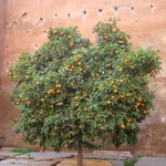 Orange tree, they were everywhere!