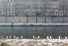 Seagulls enjoying the morning sun - bloody cold today!