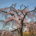 The Oldest Cherry Tree in Kyoto
