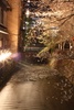 Stunning night in Blossoms