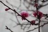 Plum flower finishing its bloom