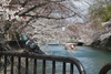 more Blossom and boat!