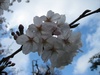 Blossom