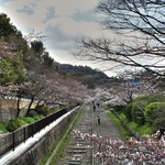 Tram walk filled with blossoms