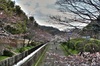 Tram walk filled with blossoms