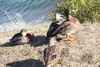 Duckies!