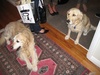Bye bye Paddy and Jes.. ahh, I mean Myah!