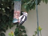 Peter's Wood Pecker