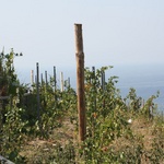 Vineyards all up the hillsides