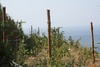 Vineyards all up the hillsides