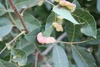 The plantlife