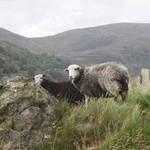 Little sheepies