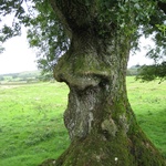 The treeman with a big nose!