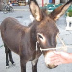 Donkey! They treat their donkeys well.