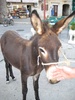 Donkey! They treat their donkeys well.