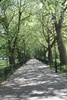 Highbury fields walk through, another local park