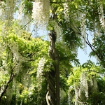 Love this tree! Want one when I have garden!