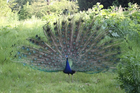 Peacock! just inspiring