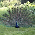 Peacock! just inspiring