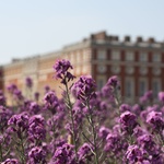 Hampton Court from the gardens