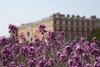 Hampton Court from the gardens