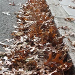 Oh the leaves begin to fall!