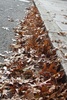 Oh the leaves begin to fall!