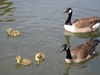 Gooses in Clissold park, great local park