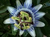 Crazy flower on our afternoon stroll around the park in the lovely English sun!