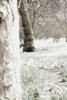 A walk in Green Park