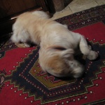 Cute golden retriever dog at the cave hotel