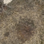 Crazy hairy grass from above