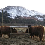 Our first woolly cow sighting!