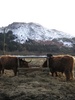 Our first woolly cow sighting!