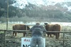 We like the woolly beasts.