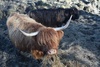 Another woolly beast sighting.