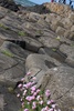 pretty pink flowers on the Causeway