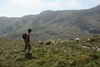 Tom herds some sheep.