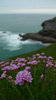 More flowers
