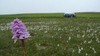 Flower and flurry tails?