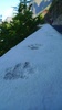Naughty cat footprints in the concrete
