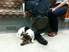 Doggie on the overground, 2010