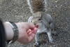 Turkish delighted Squirrel