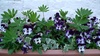 My Flowers in our garden, 2010